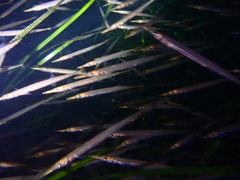 Aulorhynchus flavidus