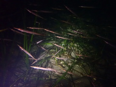 Aulorhynchus flavidus