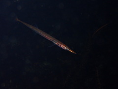 Aulorhynchus flavidus