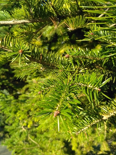 Needle fir (Abies holophylla)
