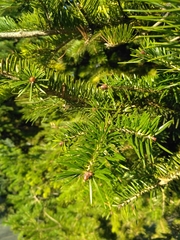Abies holophylla