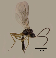 Aphidius nigripes