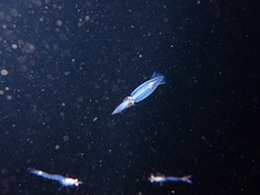 Doryteuthis opalescens image