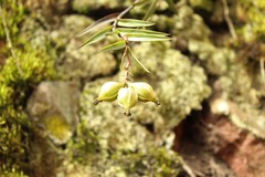 Epidendrum zipaquiranum