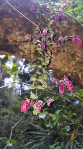 Kalanchoe uniflora, photograph 1