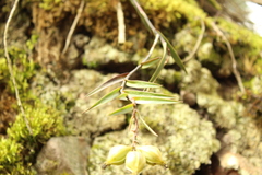 Epidendrum zipaquiranum