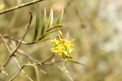 Epidendrum zipaquiranum