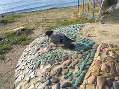 Columba livia domestica