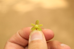 Epidendrum zipaquiranum