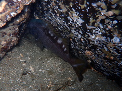 Sebastes flavidus