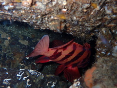 Sebastes nigrocinctus