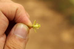 Epidendrum zipaquiranum