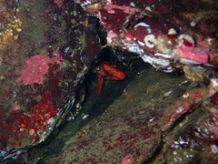 Sebastes nigrocinctus