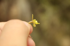 Epidendrum zipaquiranum