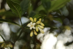 Palicourea boqueronensis