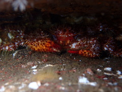 Acantholithodes hispidus