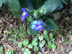 Eranthemum