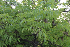 Fraxinus mandshurica