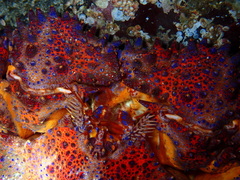 Echidnocerus cibarius