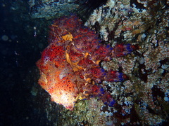 Echidnocerus cibarius