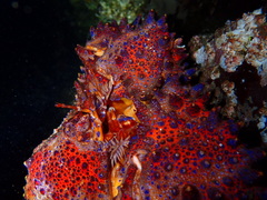 Echidnocerus cibarius