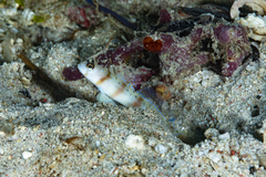 Amblyeleotris arcupinna