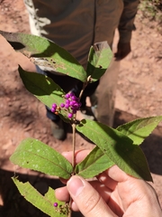 Callicarpa bodinieri