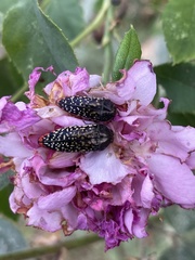 Acmaeodera haemorrhoa