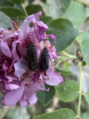 Acmaeodera haemorrhoa