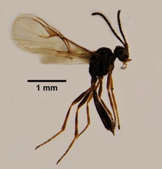 Diaeretiella rapae