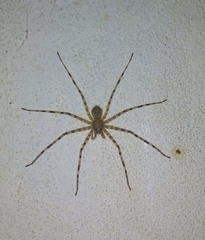 Araneae
