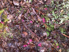 Gaultheria macrostigma