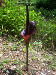 Amorphophallus konjac