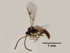 Lysiphlebus testaceipes