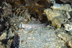 Gnatholepis cauerensis