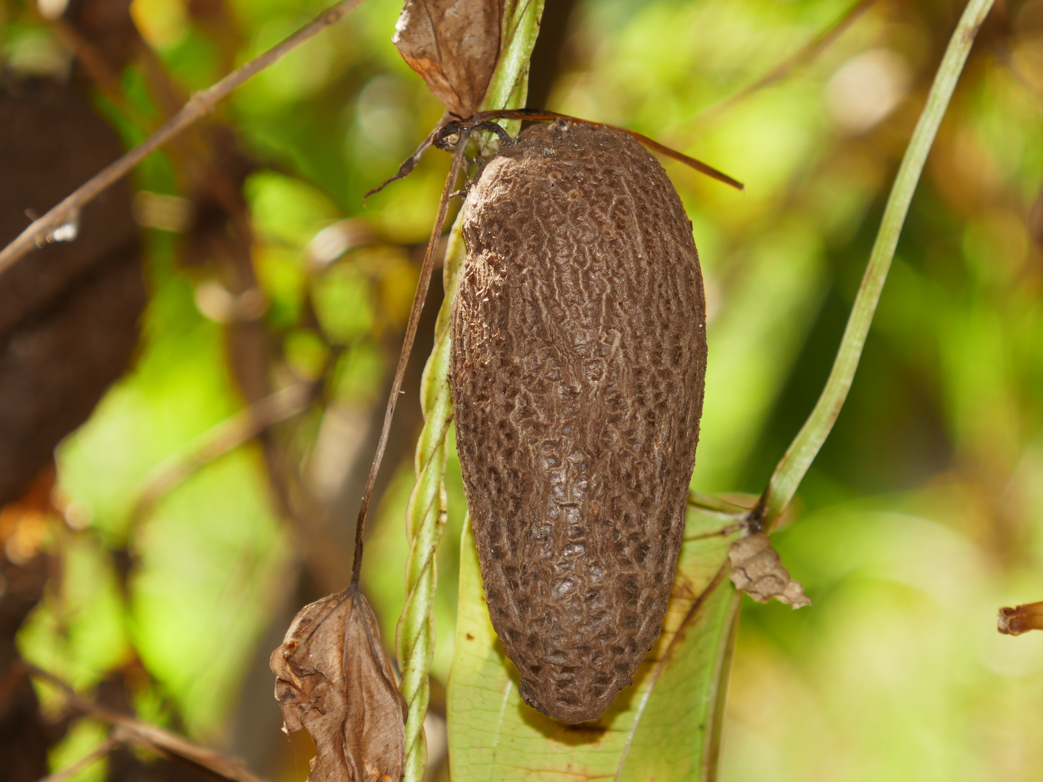 Inhame-São-Tomé (Dioscorea alata) · BioDiversity4All