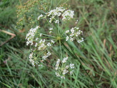 Peucedanum oreoselinum