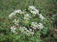 Peucedanum oreoselinum