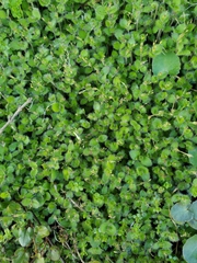 Leptostigma setulosum