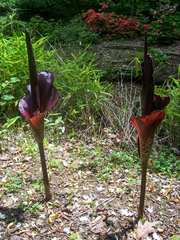 Amorphophallus konjac