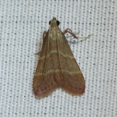 Arta epicoenalis