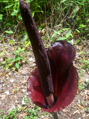Amorphophallus konjac