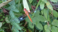Tholymis tillarga