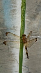 Neurothemis terminata