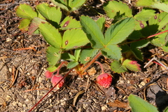 Fragaria cascadensis