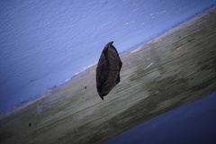 Oxydia scriptipennaria