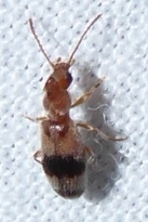 Notoxus calcaratus