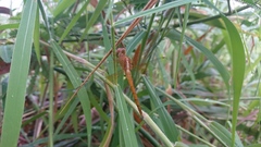 Tholymis tillarga