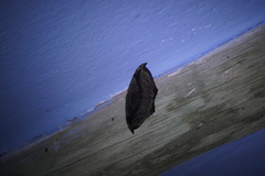 Oxydia scriptipennaria