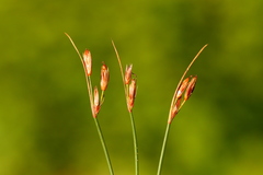 Juncus parryi